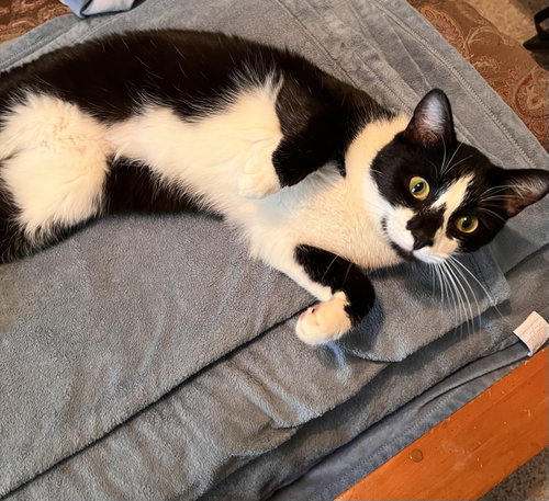 Photo 3 of GENERAL MEOW