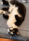 GENERAL MEOW - Photo 4