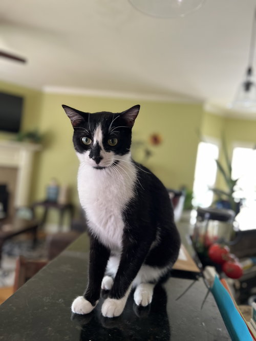 GENERAL MEOW - Tuxedo available for adoption