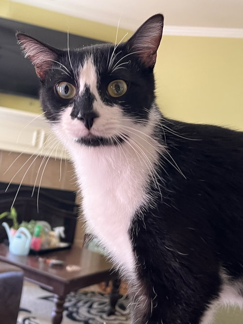 GENERAL MEOW - Tuxedo available for adoption