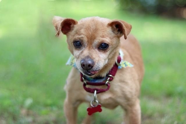 adoptable Dog in Franklin, TN named LITTLE LUCKY SPECIAL NEEDS