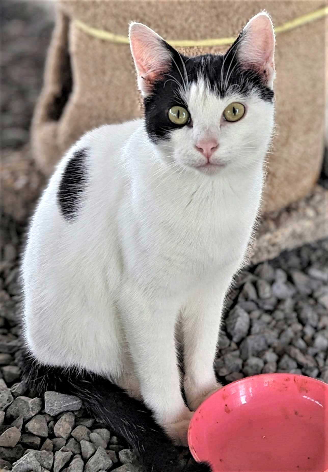 adoptable Cat in Franklin, TN named GASTON