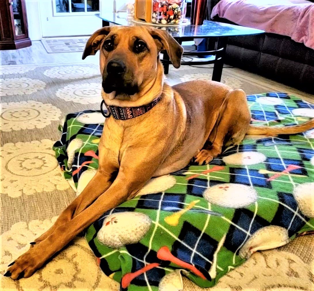 adoptable Dog in Franklin, TN named NEEKA