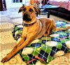 adoptable Dog in , TN named NEEKA