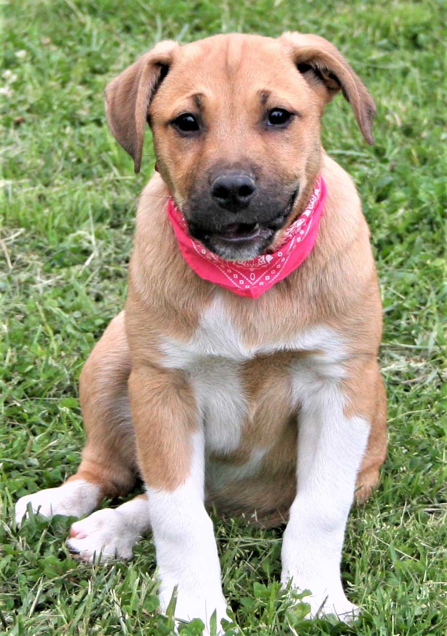 Dog for Adoption PUPPY TRISTAN, a Anatolian Shepherd in