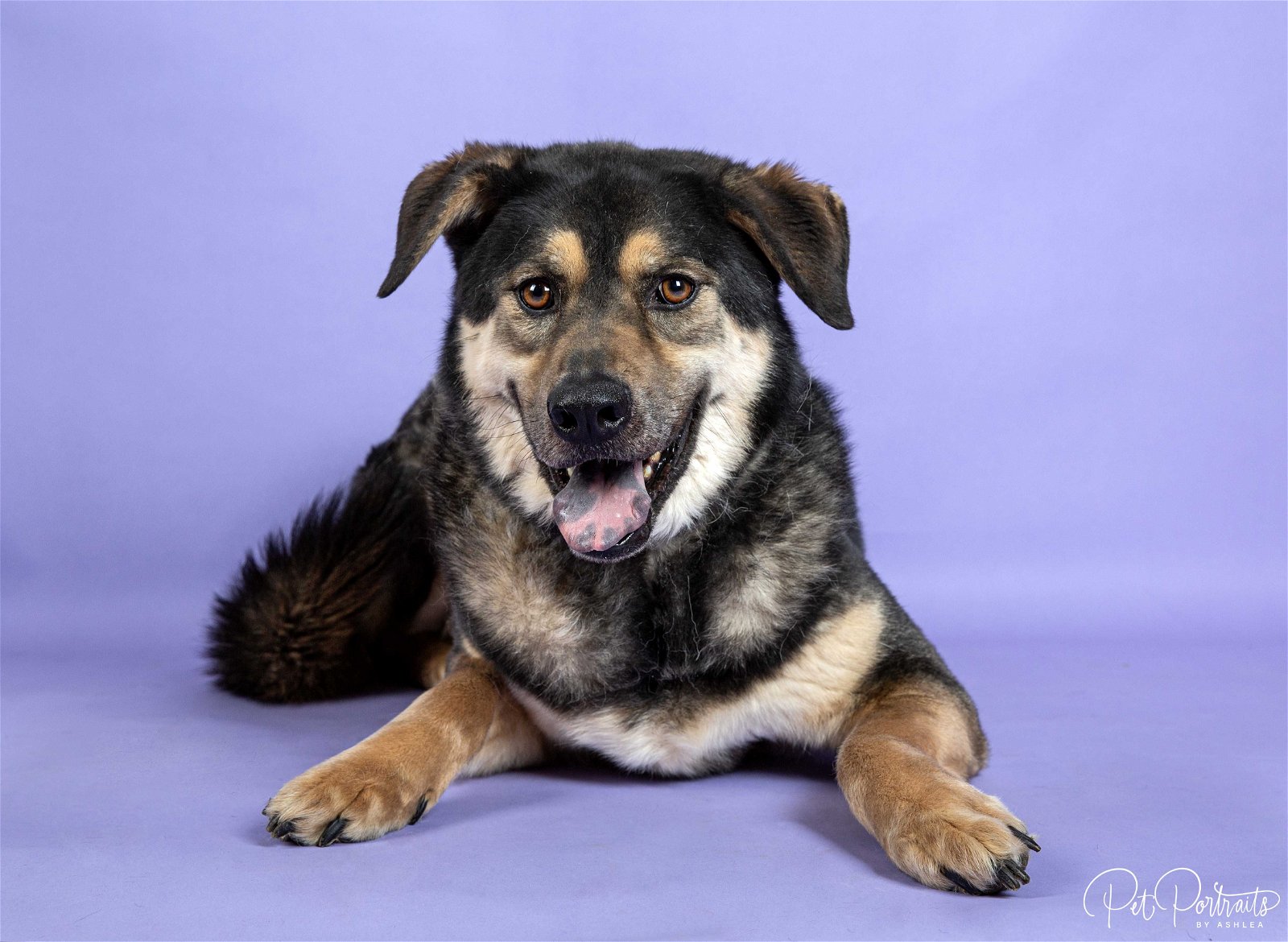 adoptable Dog in Franklin, TN named HAPPY HEIDI