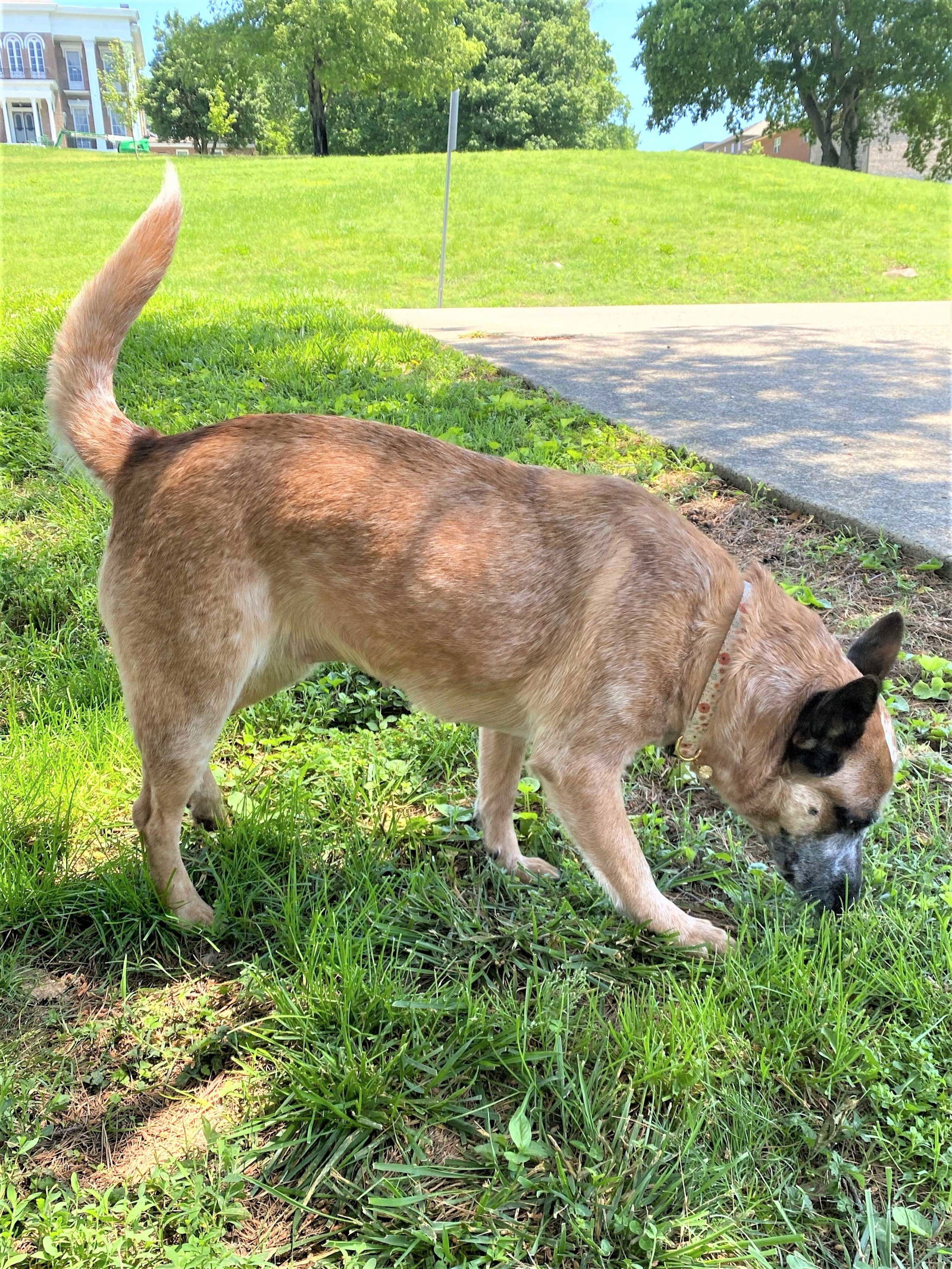 Dog for Adoption - RED CLOVER, a Red Heeler in Davidson County, TN | Alpha Paw