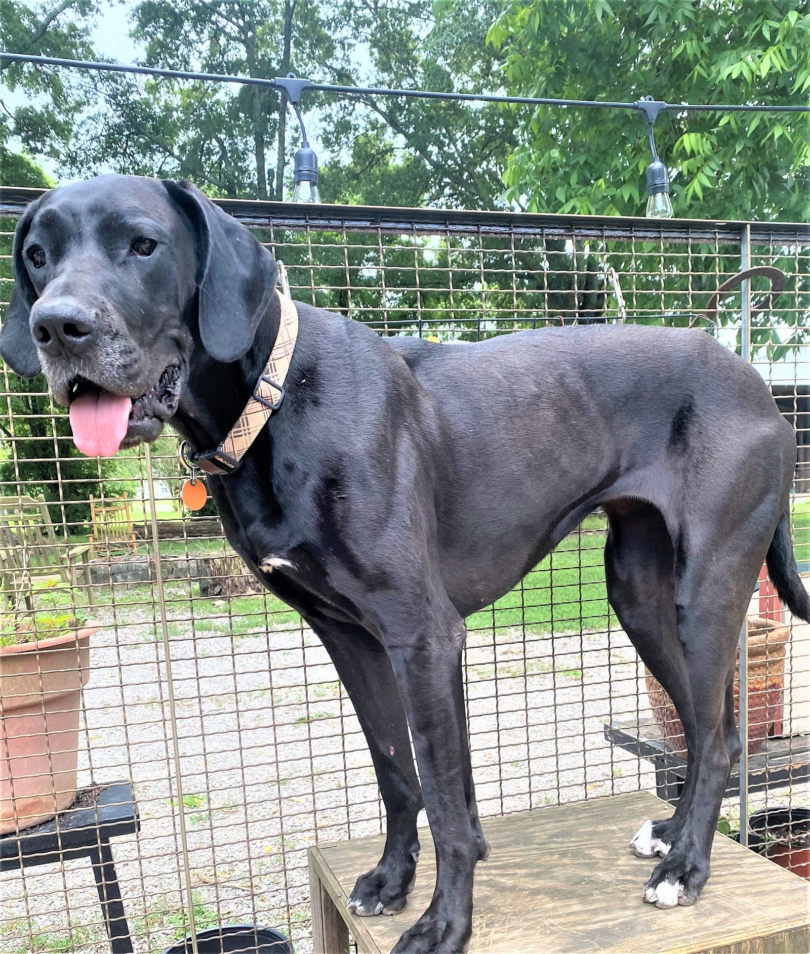 Dog for Adoption - SALLY, a Great Dane in Sumner County, TN | Alpha Paw