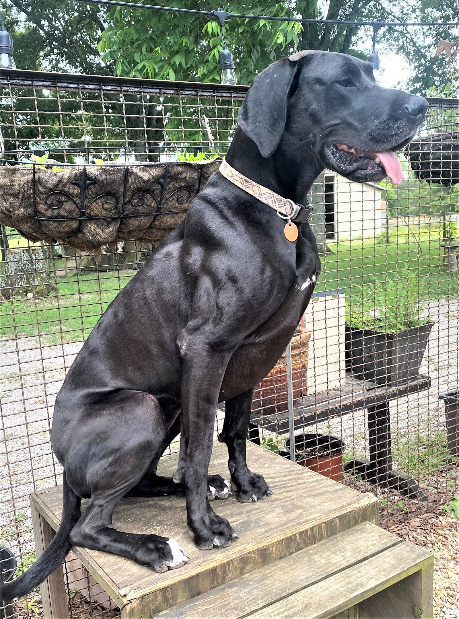 Dog for Adoption - SALLY, a Great Dane in Sumner County, TN | Alpha Paw
