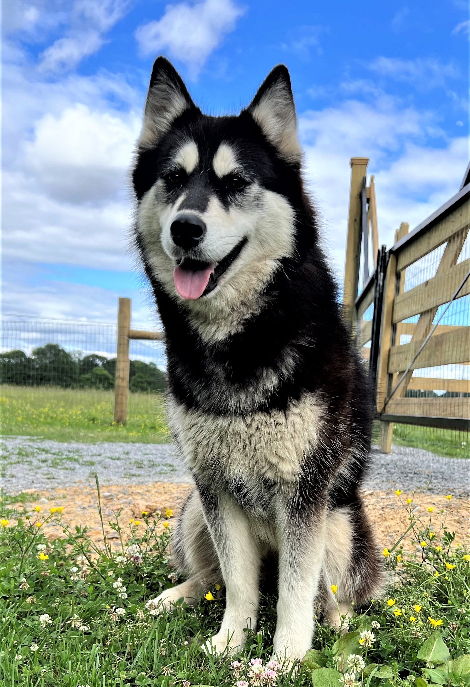 adoptable Dog in Franklin, TN named OLIVE