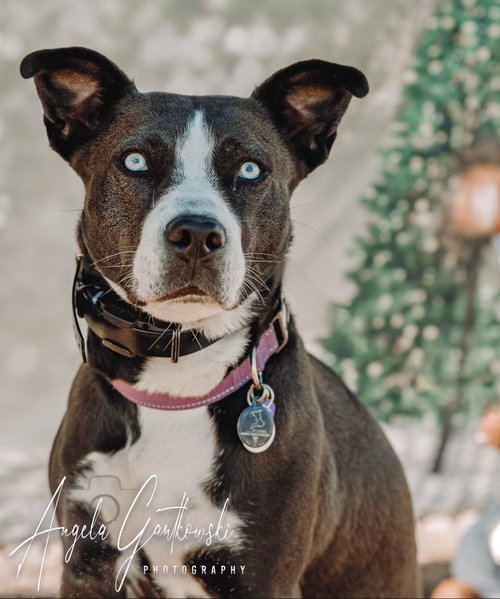 ZURI - Labrador Retriever / Husky available for adoption
