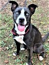 adoptable Dog in franklin, TN named ZURI