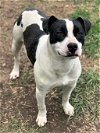 adoptable Dog in franklin, TN named LANDRY