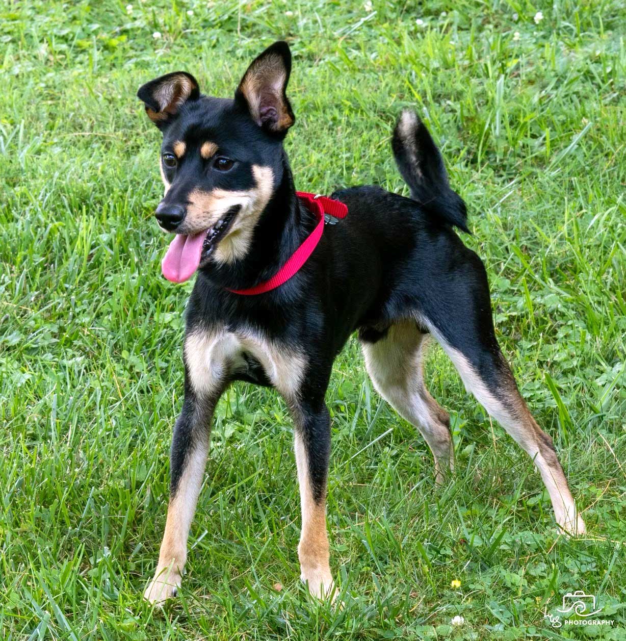 Mini 2024 australian kelpie