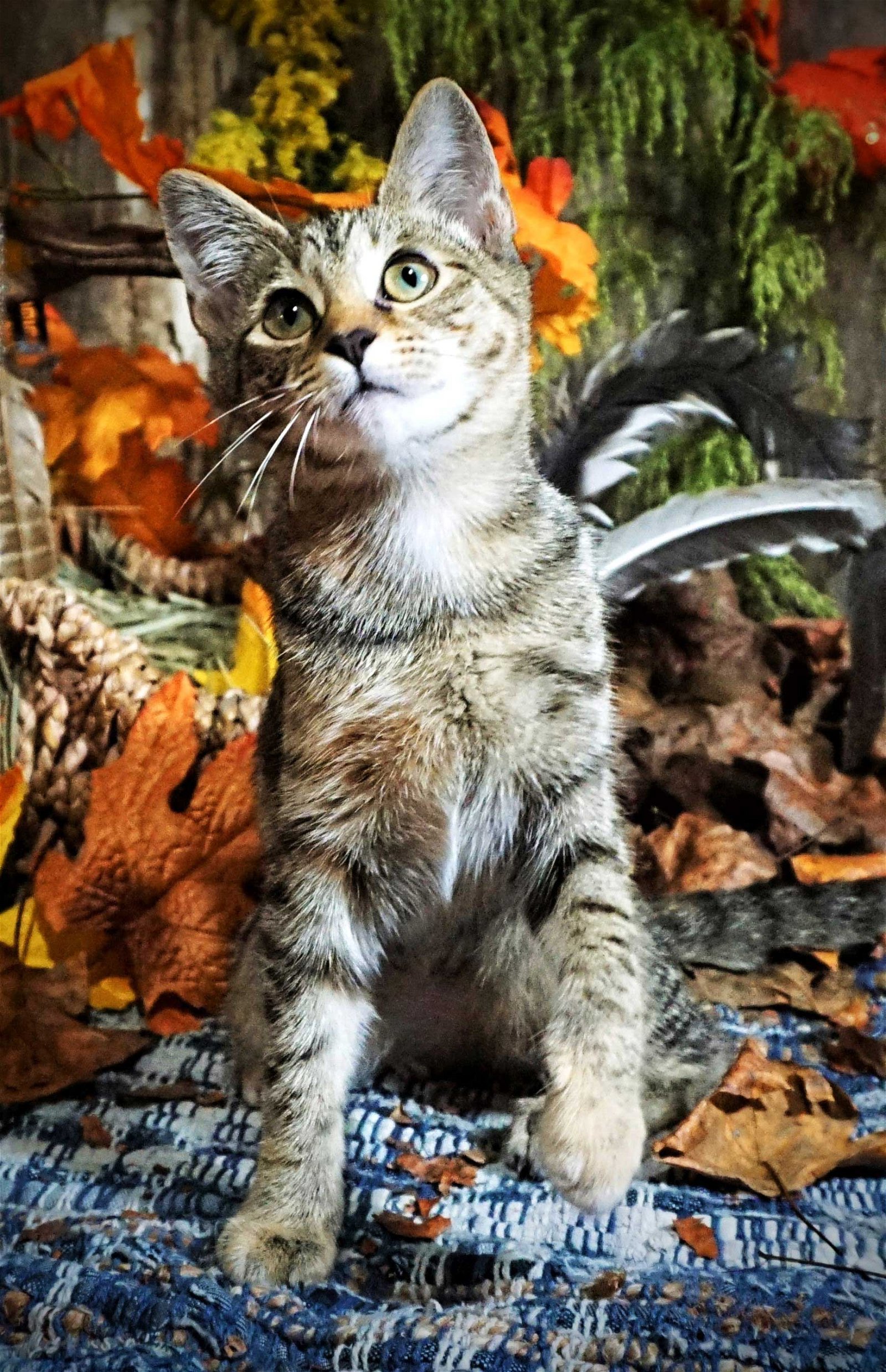 adoptable Cat in Franklin, TN named KITTEN ARROW