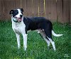 adoptable Dog in franklin, IN named JACK SPRAT