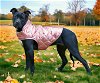 adoptable Dog in , TN named PUPPY CORA