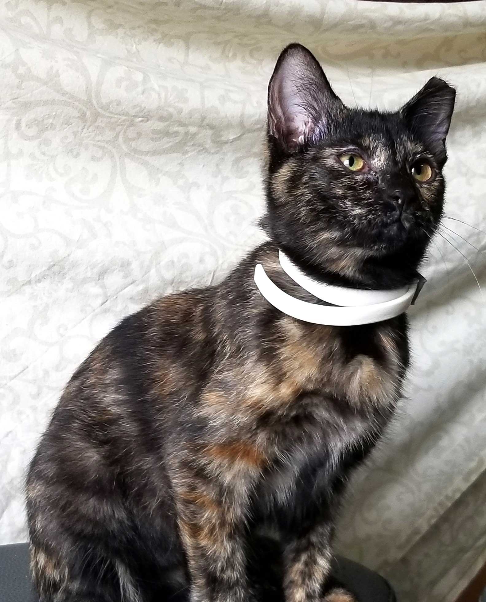 adoptable Cat in Franklin, TN named LITTLE MISS SPARKLES