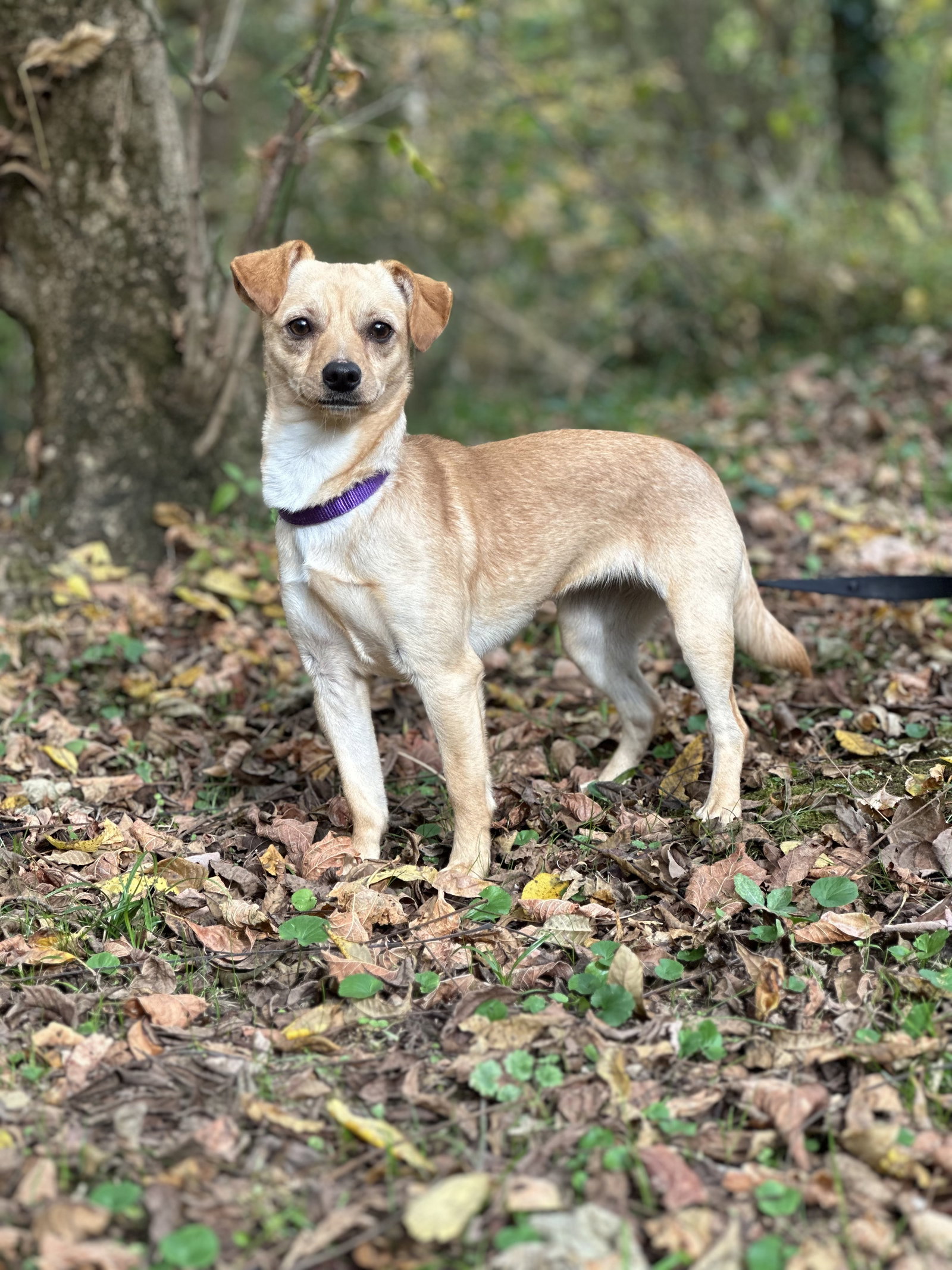 Dog for Adoption ASPEN, a Chihuahua in White House, TN Alpha Paw