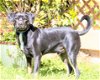 adoptable Dog in , TN named SUPER SLICK