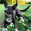 adoptable Dog in franklin, TN named MOMMA DONNA
