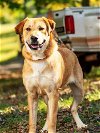 adoptable Dog in franklin, TN named BELLA MIA