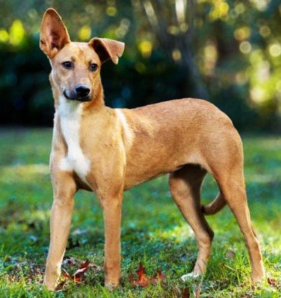 adoptable Dog in Franklin, TN named SERENE SANDY