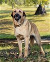 adoptable Dog in franklin, TN named ACTIVE AXEL