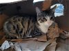 adoptable Cat in franklin, TN named KITTEN FRANKIE