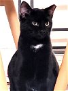 adoptable Cat in franklin, TN named KITTEN TESSA