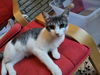 adoptable Cat in , TN named KITTEN RICKY RICARDO ADOPT ME AND MY LUCY PLEASE!