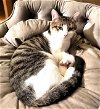 adoptable Cat in franklin, IN named KITTEN BOBBY