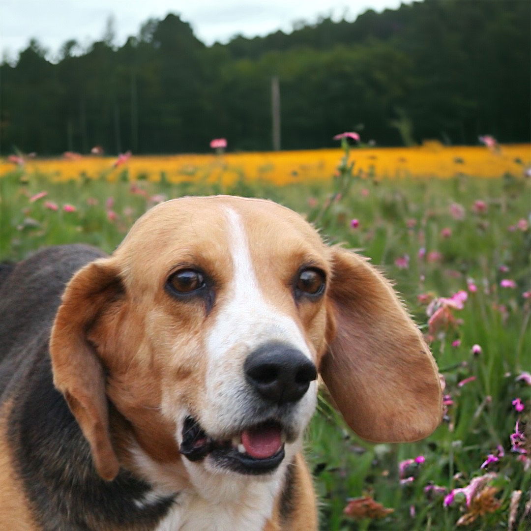 Dog for Adoption - REX, a Beagle in Hendersonville, TN