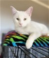 adoptable Cat in franklin, TN named BLANCHE DEVEREAUX