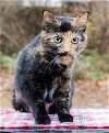 adoptable Cat in franklin, TN named LAVERNE