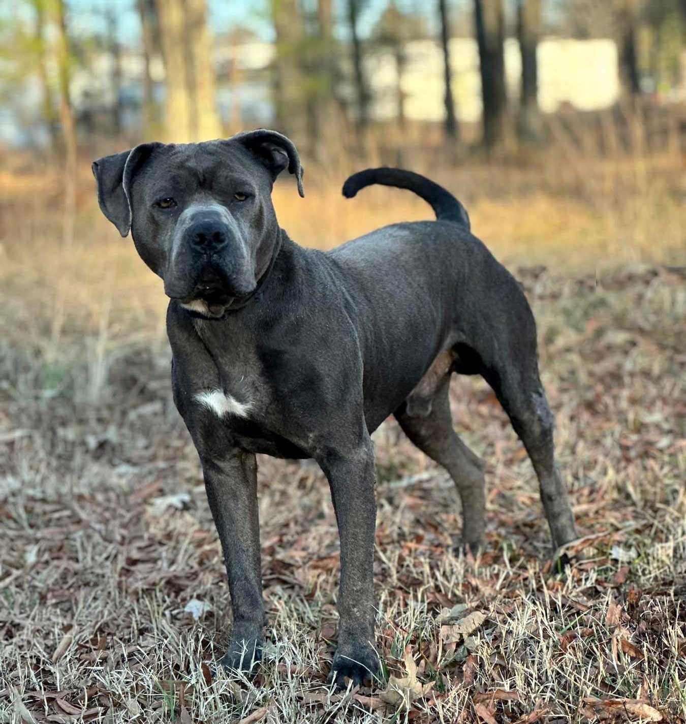 adoptable Dog in Franklin, TN named MILLER