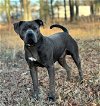 adoptable Dog in franklin, TN named MILLER