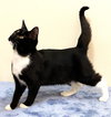 KITTEN CHANCE - Photo 2