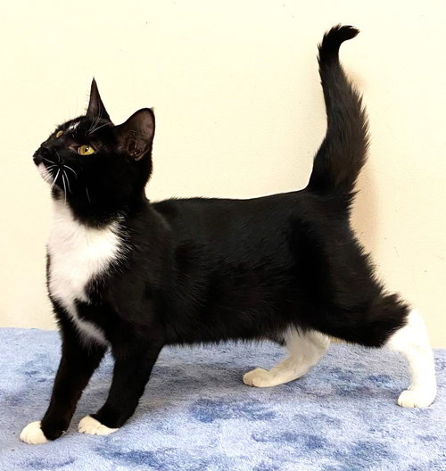 KITTEN CHANCE - Domestic Short Hair available for adoption