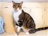 adoptable Cat in franklin, IN named WALTER