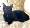 KITTEN DISTINGUISHED DERRICK - Photo 2