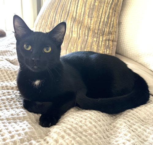 KITTEN DISTINGUISHED DERRICK - Domestic Short Hair available for adoption