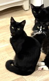 KITTEN DISTINGUISHED DERRICK - Photo 3