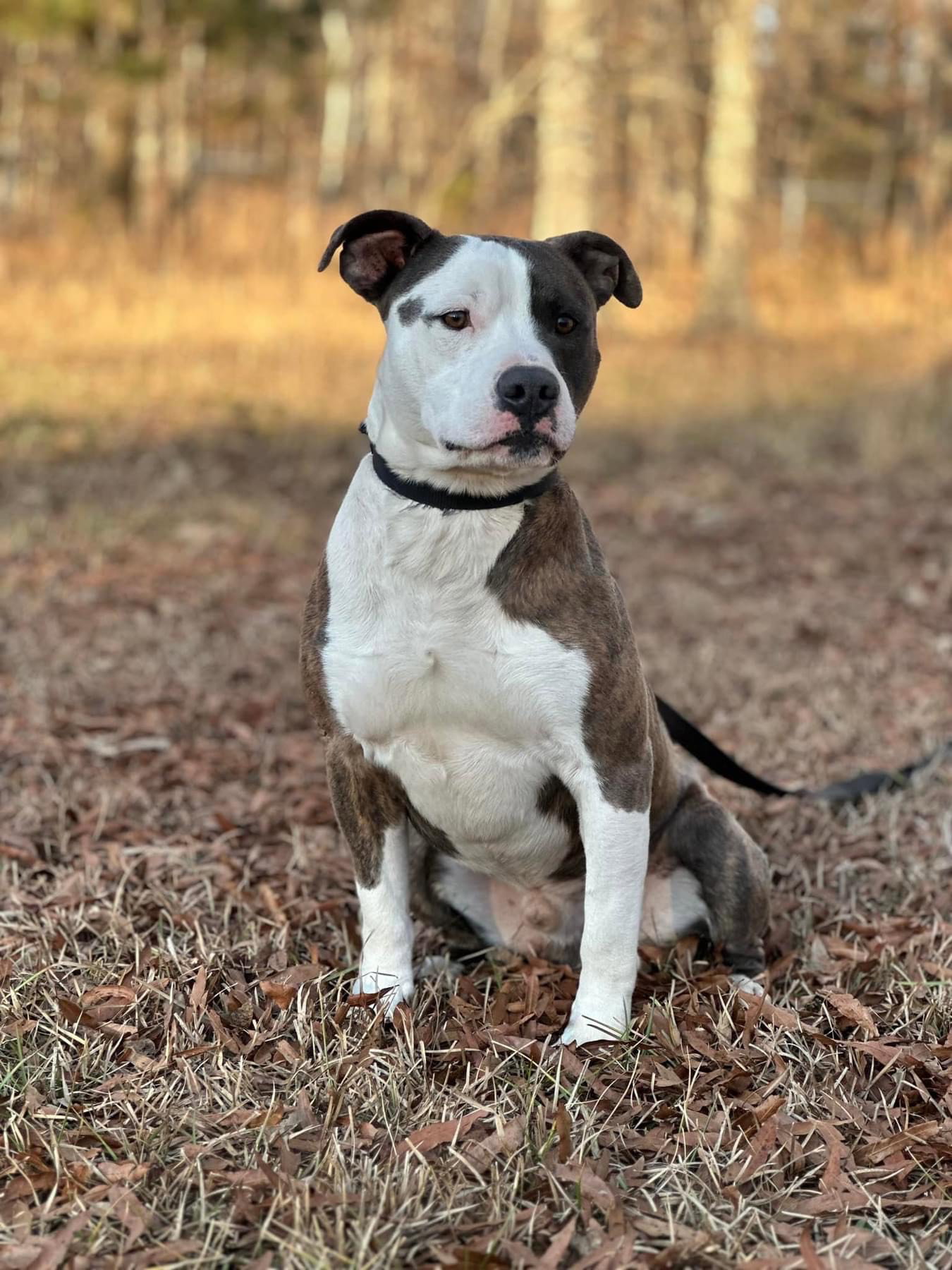 Dog adoption in Franklin, TN 37069 Pit Bull Terrier / Mixed Dog "TONKA"