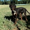 adoptable Dog in franklin, TN named BONNIE