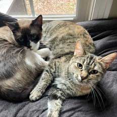 adoptable Cat in Franklin, TN named PEGGY and LUANNE