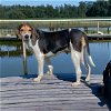 adoptable Dog in , TN named WINNIE