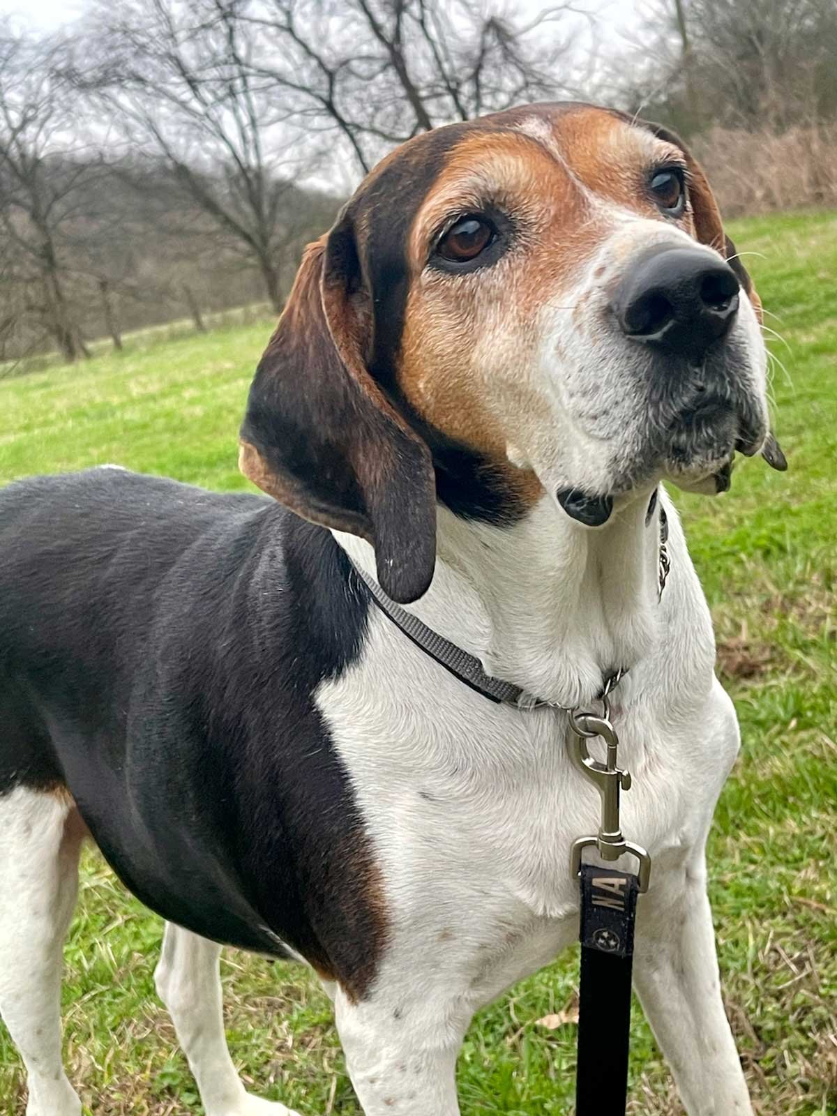 adoptable Dog in Franklin, TN named WINNIE