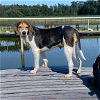 adoptable Dog in franklin, TN named WINNIE