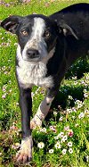 adoptable Dog in , TN named PUPPY TENDERHEARTED THELMA